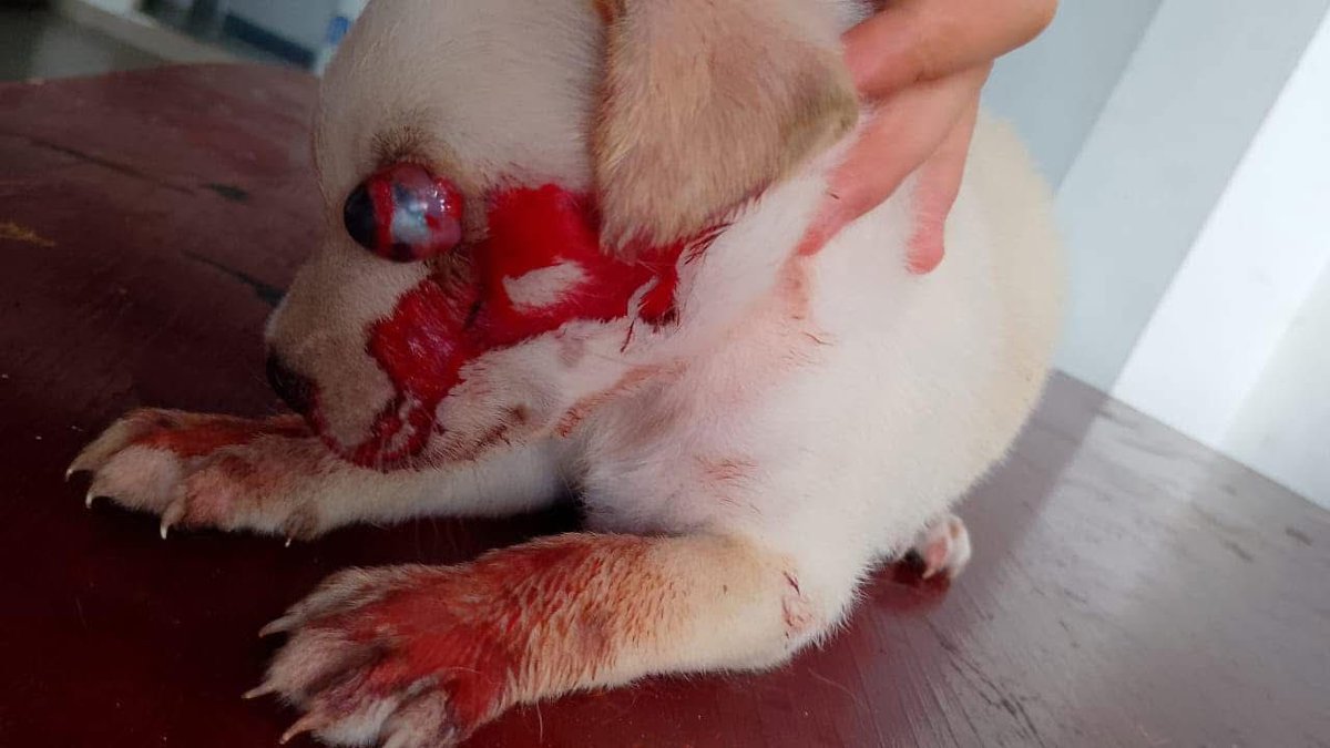 adoptame_col's tweet photo. URGENCIA DEL DÍA 💔😭
GOLPEARON A ESTE BEBÉ DE TAN SOLO MES Y MEDIO, Y LE SACARON EL OJITO!! 💔💔💔💔😭 
Nos parte el corazón que pasen estos casos y que una vida tan pequeña esté en riesgo de morir por personas sin escrúpulos https://t.co/ZhLTgUTDQx