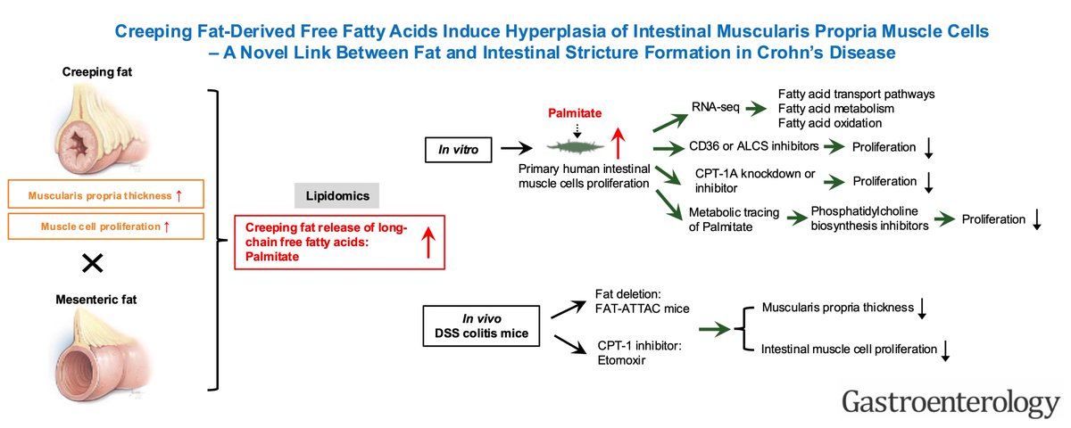 Florian Rieder (@ibd_flomd) on Twitter photo 🔥🔥News from #WeTheFibrosisLab🔬 #STARConsortium🔥🔥Thank you <a href="/AGA_Gastro/">Gastroenterology</a> for highlighting our work on the role of creeping fat derived free fatty acids on stricturing Crohn's disease gastrojournal.org/article/S0016-…. Check it out. A thread 🧵 (1/7) <a href="/MRegueiroMD/">Miguel Regueiro</a> <a href="/JosephHabibi_MD/">Joseph Sleiman, MD, FACP</a> 🔥🔥News from #WeTheFibrosisLab🔬 #STARConsortium🔥🔥Thank you <a href="/AGA_Gastro/">Gastroenterology</a> for highlighting our work on the role of creeping fat derived free fatty acids on stricturing Crohn's disease gastrojournal.org/article/S0016-…. Check it out. A thread 🧵 (1/7) <a href="/MRegueiroMD/">Miguel Regueiro</a> <a href="/JosephHabibi_MD/">Joseph Sleiman, MD, FACP</a>