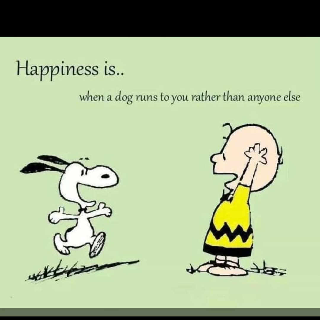 Dogs are happiness.🥰
#dogsofX #dogsoftwitter