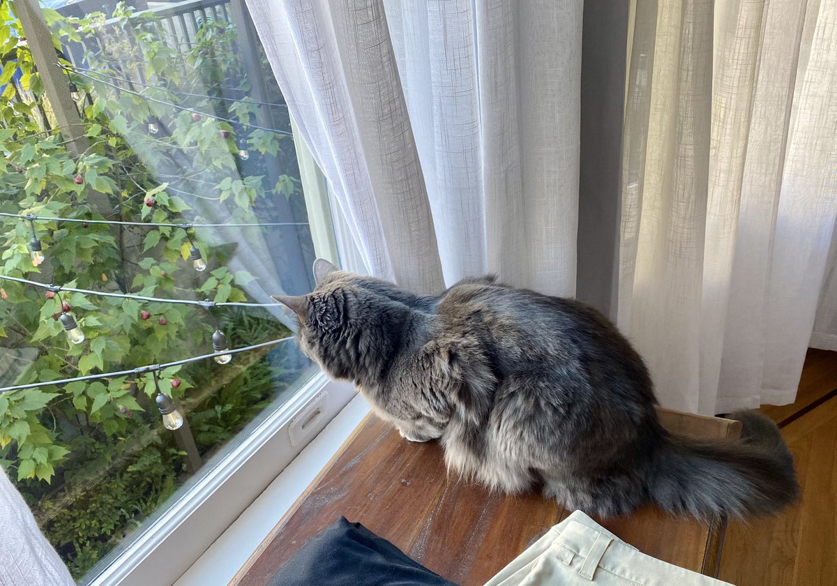 merlin_imaKITTY's tweet photo. on caturday , i doeen a #Hedgewatch 👀 https://t.co/TH9EYy917m