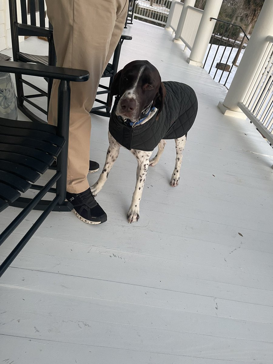 goodguyonblock's tweet photo. GSP with a Barbour vest. Is this ball? https://t.co/k4RIUOnWxm