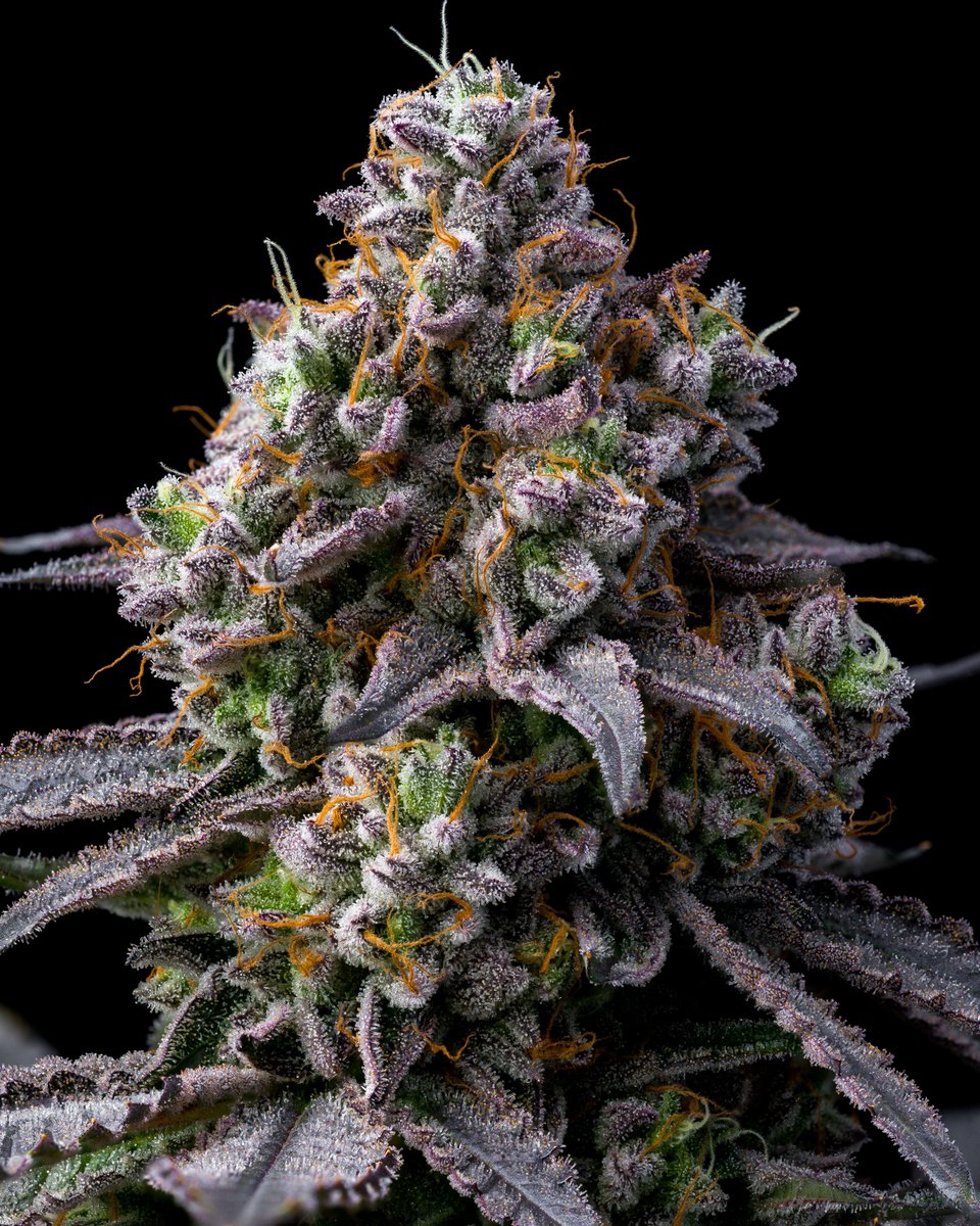 crazy amber double headers shot at 20x