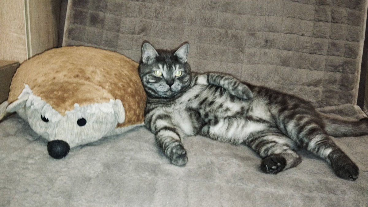 petrss_'s tweet photo. кот сексимирон. https://t.co/zzI4ioSsjB