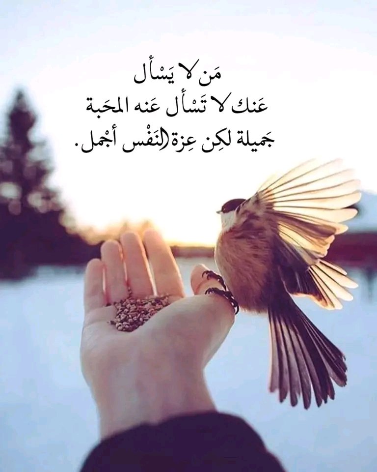 aldmyny797641's tweet photo. في قانون عزة النفس :
لا تجبر أحداً على الاهتمام بك والسؤال عنك 
فمن يحبّك حقاً سيبحثُ عنك 
كما لو كان يبحث عن شئٍ ثمينٍ ضاعَ منه
فالاهتمام صفة لا يمكن لأحد أن يتصنّعها 
فلا تحاول أن تجبر أحداً على الاهتماك بك 
فتصبح كمَن يسقي شجرةً صناعية
وينتظر منها أن تثمر ! https://t.co/ut2vebjWlo