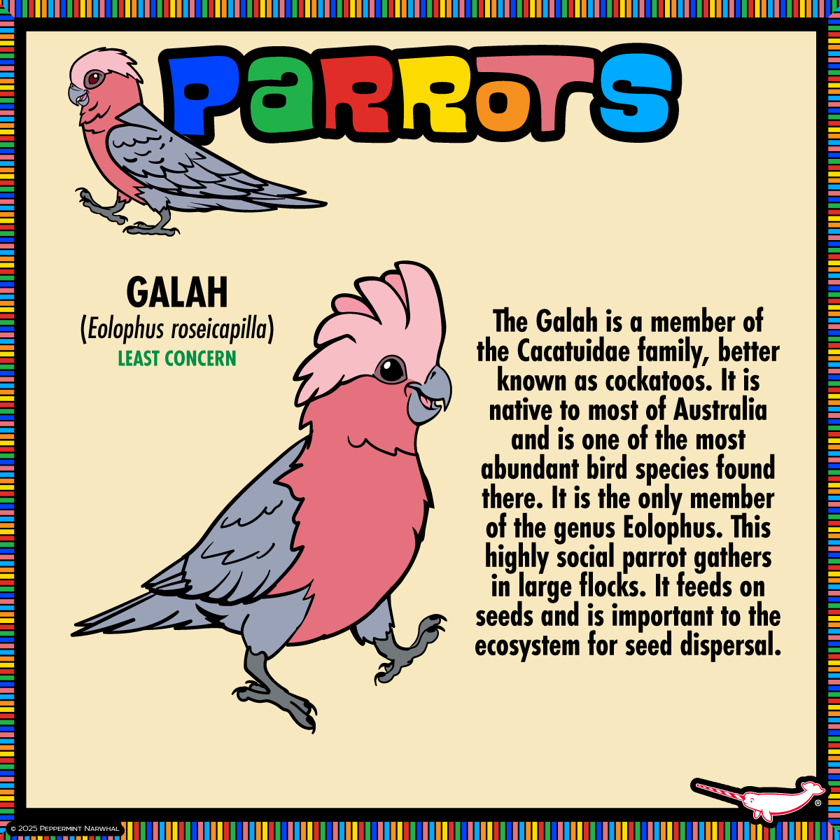 PepomintNarwhal's tweet image. #Parrots - #Galah

#PeppermintNarwhal's #Kickstarter #Make100 - Parrots - Pledge Now! kickstarter.com/projects/peppe…
Hurry! FINAL WEEK!
Campaign ends Sat. Feb. 1, 2025.