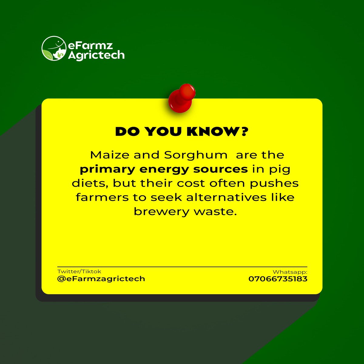 eFarmzAgrictech's tweet photo. Brewery waste can be a cost-effective alternative to maize and sorghum for pig feed. Learn more about sustainable pig farming practices with eFarmz. #pigfarming
#sustainableagriculture #eFarmz https://t.co/n78PqNTPYl
