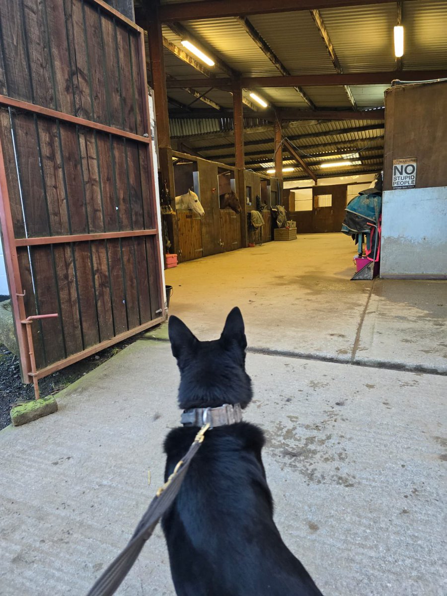 PD Phantom visited the stables today, he viewed the horses from a distance as the grey on the left was getting a little excited <a href="/DC_PoliceDogs/">DC_Police Dogs ( Puppy Development Program)</a> <a href="/ACCLeaper/">Assistant Chief Constable Nikki Leaper</a> <a href="/BWYK9/">B.W.Y Canine Ltd</a> #policedog
