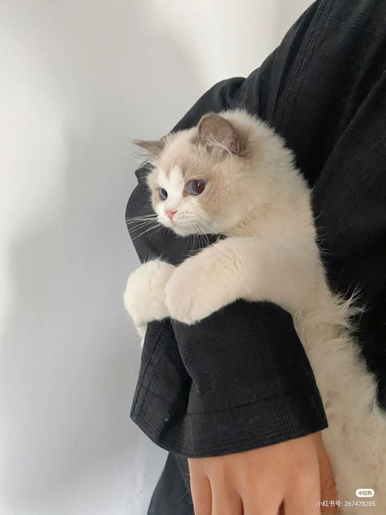 TheCatsX's tweet photo. Clingy https://t.co/osZL7MvQCz
