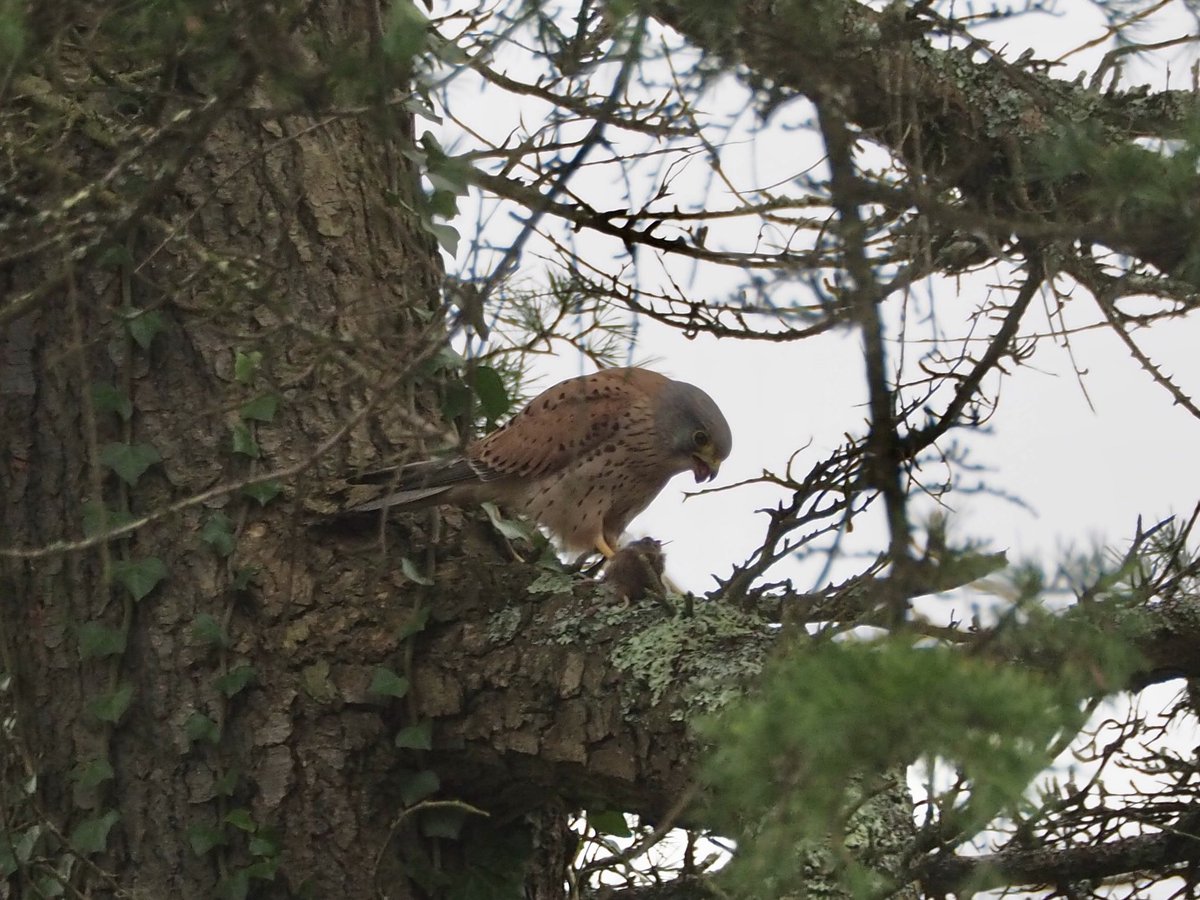 GruiformAbi's tweet image. In Southampton Old Cemetery today: a kestrel enjoys his lunch before getting mobbed by crows
