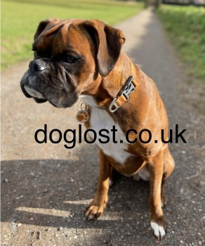 millypod1's tweet photo. 🆘24 JAN 2025 #Lost HEIDI #ScanMe #STOLEN??
Brindle Black Mask Boxer Female
white feet and white chest. slightly less hair on her cheek from scratching with allergies. PLEASE SHARE.
Reddish Lane #Lymm #Cheshire #WA13
https://t.co/evxg5jpMJj https://t.co/HXAwBZy57W