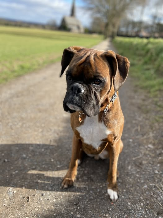 millypod1's tweet photo. 🆘24 JAN 2025 #Lost HEIDI #ScanMe #STOLEN??
Brindle Black Mask Boxer Female
white feet and white chest. slightly less hair on her cheek from scratching with allergies. PLEASE SHARE.
Reddish Lane #Lymm #Cheshire #WA13
https://t.co/evxg5jpMJj https://t.co/HXAwBZy57W