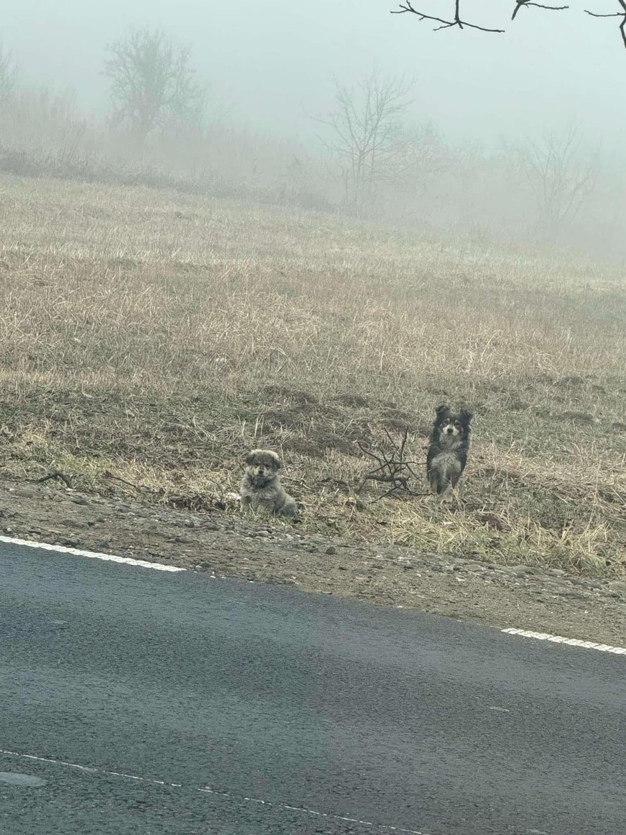 Abandoned in the freezing fog, a mum and her pup. Hungry and scared, and of course, too dangerous to drive past and leave them… now safe in our care.