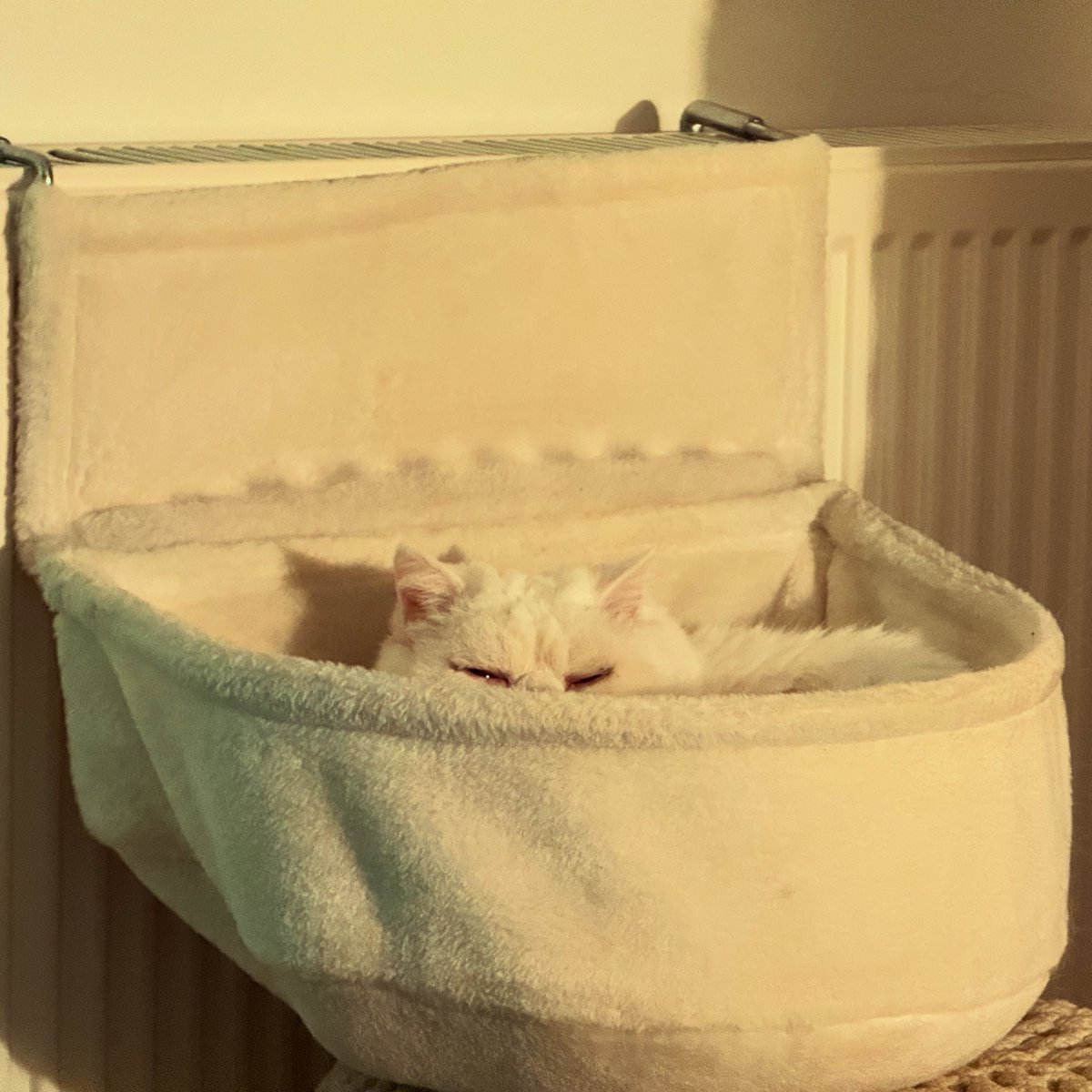 withitnow's tweet image. If he wasn’t showing his eyes, you wouldn’t see him. Look at this gorgeous Prince, Lydia’s Erik! ❤️😍😻😽

#InstaCat #InstaKitty #CatGram #KittyGram #Beautiful #Gorgeous #Cat #Kitty #InstagramCats #CatsOfInstagram