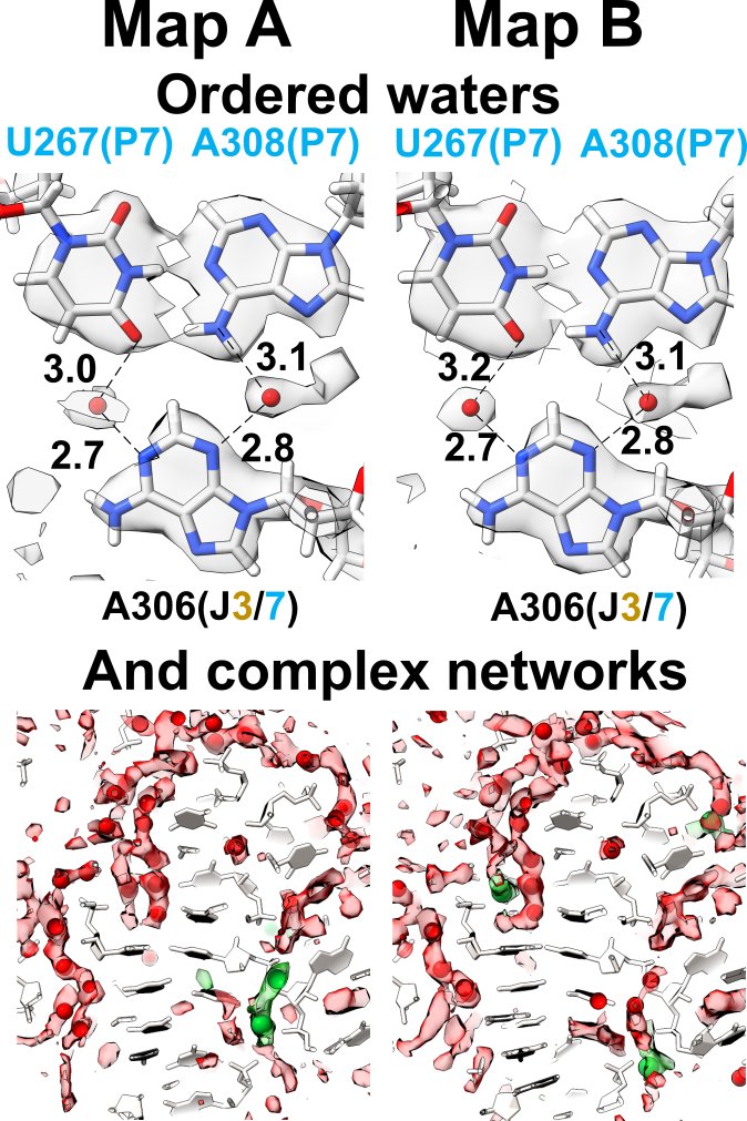 RachaelKretsch's tweet photo. Check out our new study on water networks in high resolution cryo-EM RNA data! @chiulab @RDasLab https://t.co/pQlxpl7gJm
