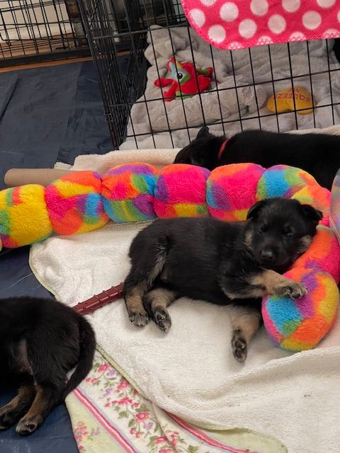 codarnj's tweet image. Like to shop?  Consider purchasing items from our wish list!  Your generosity helps us to care for the dogs in our shelter.    ow.ly/UiRr50UNbIP