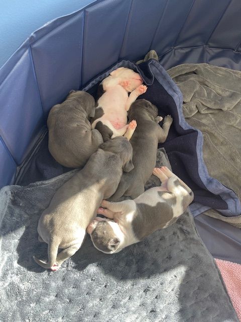 codarnj's tweet image. Like to shop?  Consider purchasing items from our wish list!  Your generosity helps us to care for the dogs in our shelter.    ow.ly/UiRr50UNbIP