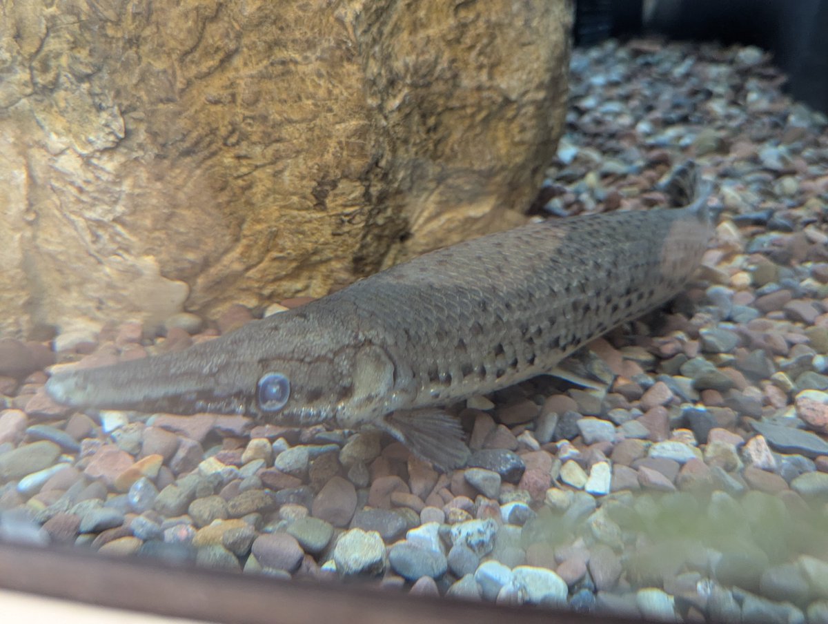 FaunaFigures's tweet photo. First time in NiaGARa falls, had to go to the @AqNiagara and check out the fishes! Great place to visit, highly recommend!
Just a half-hour walk over the bridge!
@SolomonRDavid https://t.co/m36OH2oJon