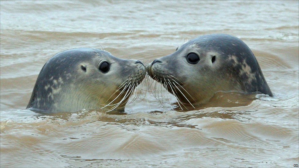 dailyseals's tweet image. 