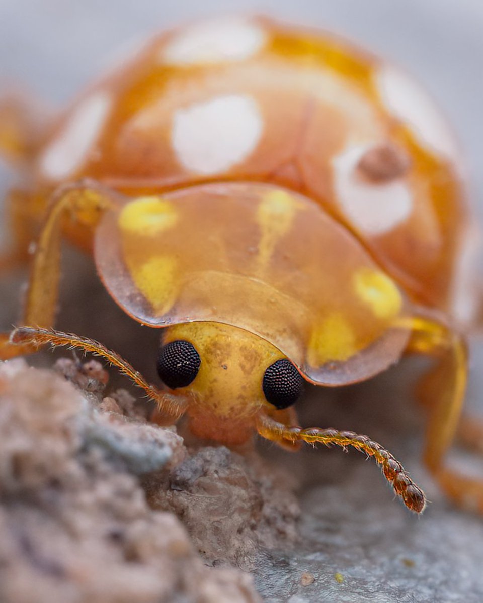 Paul Fraser 🐟 (@paulfraser84) on Twitter photo Who says there's an off-season for macro in Scotland. It might be baltic, but there's still lots of insects to find.
#macro #orangeladybird
#nature #insects #scotland #outdoors #cold
<a href="/RoyEntSoc/">Royal Entomological Society</a> <a href="/insectweek/">Insect Week</a> <a href="/BuglifeScotland/">BuglifeScotland</a> <a href="/Buzz_dont_tweet/">Buglife</a> <a href="/MacroHour/">#MacroHour 🌿</a> <a href="/ColSocBI/">Coleopterists Society of Britain and Ireland</a> <a href="/ScotWildlife/">Scottish Wildlife Trust</a> Who says there's an off-season for macro in Scotland. It might be baltic, but there's still lots of insects to find.
#macro #orangeladybird
#nature #insects #scotland #outdoors #cold
<a href="/RoyEntSoc/">Royal Entomological Society</a> <a href="/insectweek/">Insect Week</a> <a href="/BuglifeScotland/">BuglifeScotland</a> <a href="/Buzz_dont_tweet/">Buglife</a> <a href="/MacroHour/">#MacroHour 🌿</a> <a href="/ColSocBI/">Coleopterists Society of Britain and Ireland</a> <a href="/ScotWildlife/">Scottish Wildlife Trust</a>
