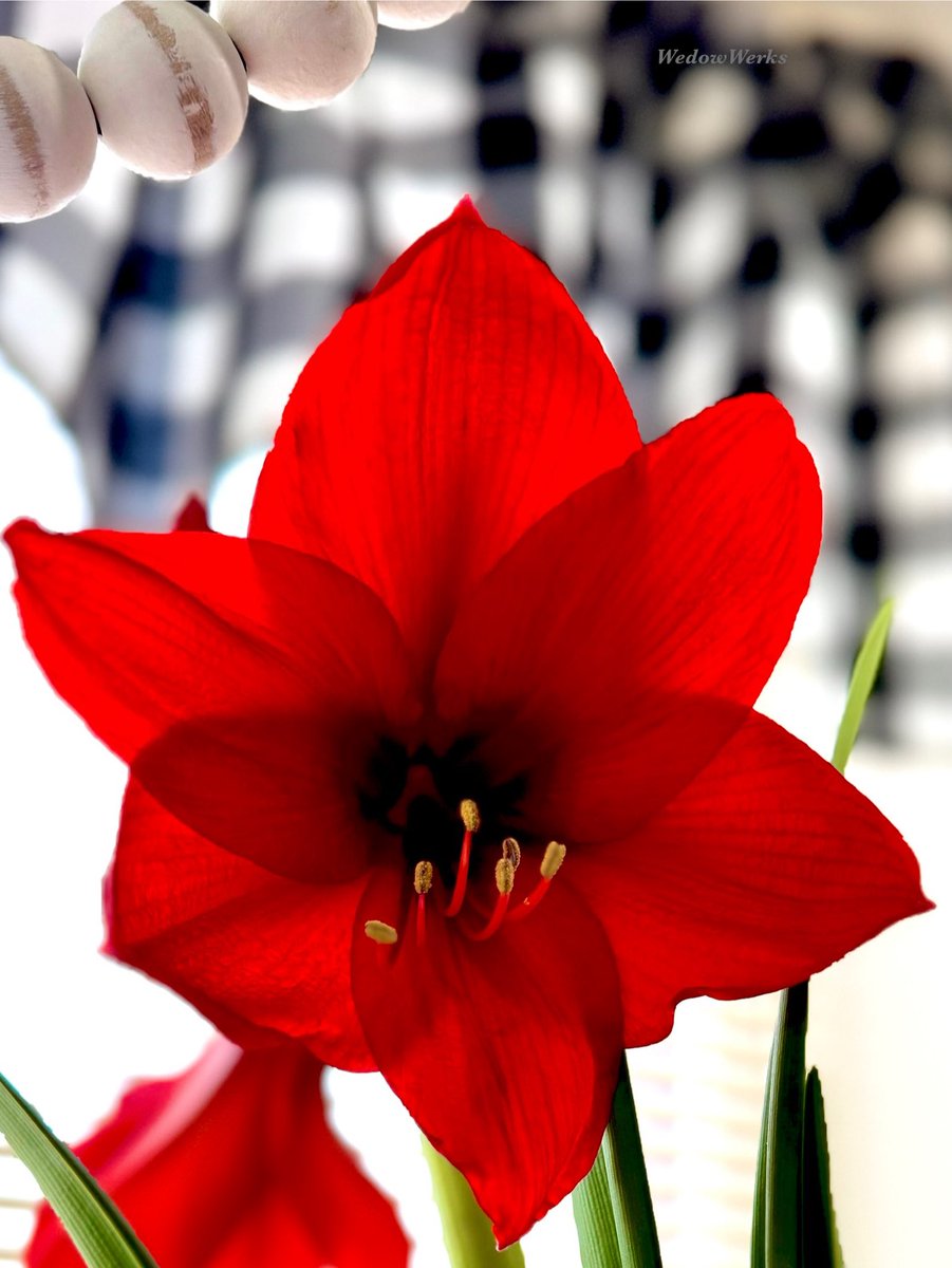 An Amaryllis in January 

#Amaryllis #HippeastrumRedPearl #SpiritualMeaning #Strength #Determination #Creativity #Renewal #FloweringPlant #Nature #Red #Green #MyNeighboursAmaryllis @phyllisgrifford #PhotographersOfX #WedowWerksPhotography