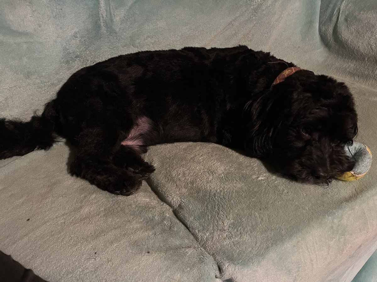 I went to the fur stealer today. Dey luff me der and asked if mumma had to take me home. She sed yes of course. I luff going to der groomers. I hope yoo is all a ok