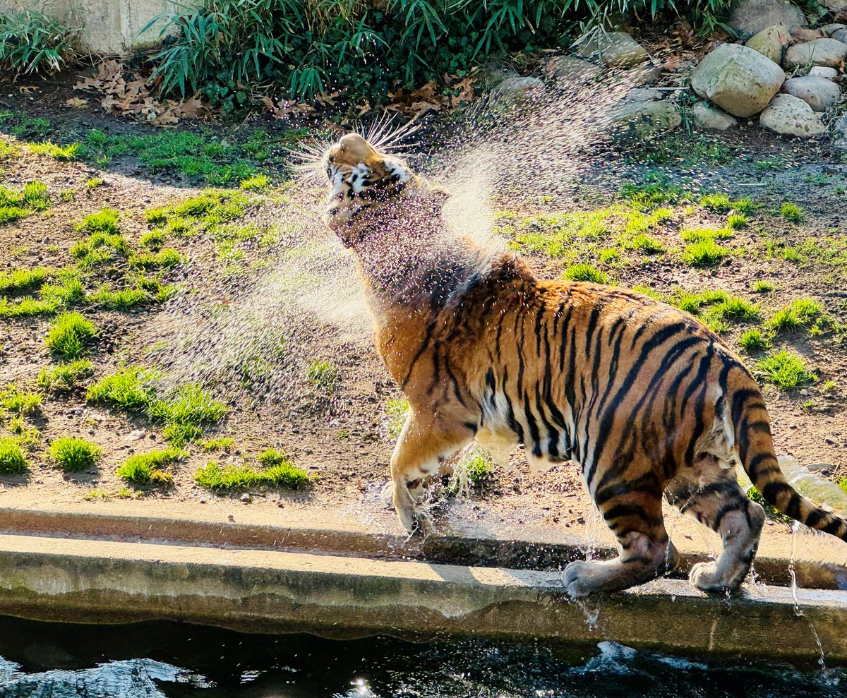NationalZoo's tweet photo. Planning a visit to the Zoo to see the new giant pandas? Don't miss out on another recent arrival: Vostok, a 2-year-old male Amur tiger! Vostok arrived shortly after Qing Bao and Bao Li and is making a big splash at the Great Cats exhibit. 

According to keepers, Vostok is a big fan of swimming and can often be seen paddling in his pool, even in the cold ❄️ 🐯 Currently, Vostok lives alone, but keepers hope to breed him with a female Amur tiger who is expected to arrive at the Zoo later this year. Visit https://t.co/fDGiNyMjFh to learn more about Vostok and his species!

Images by Leigh Pitsko, Assistant Curator of Great Cats.