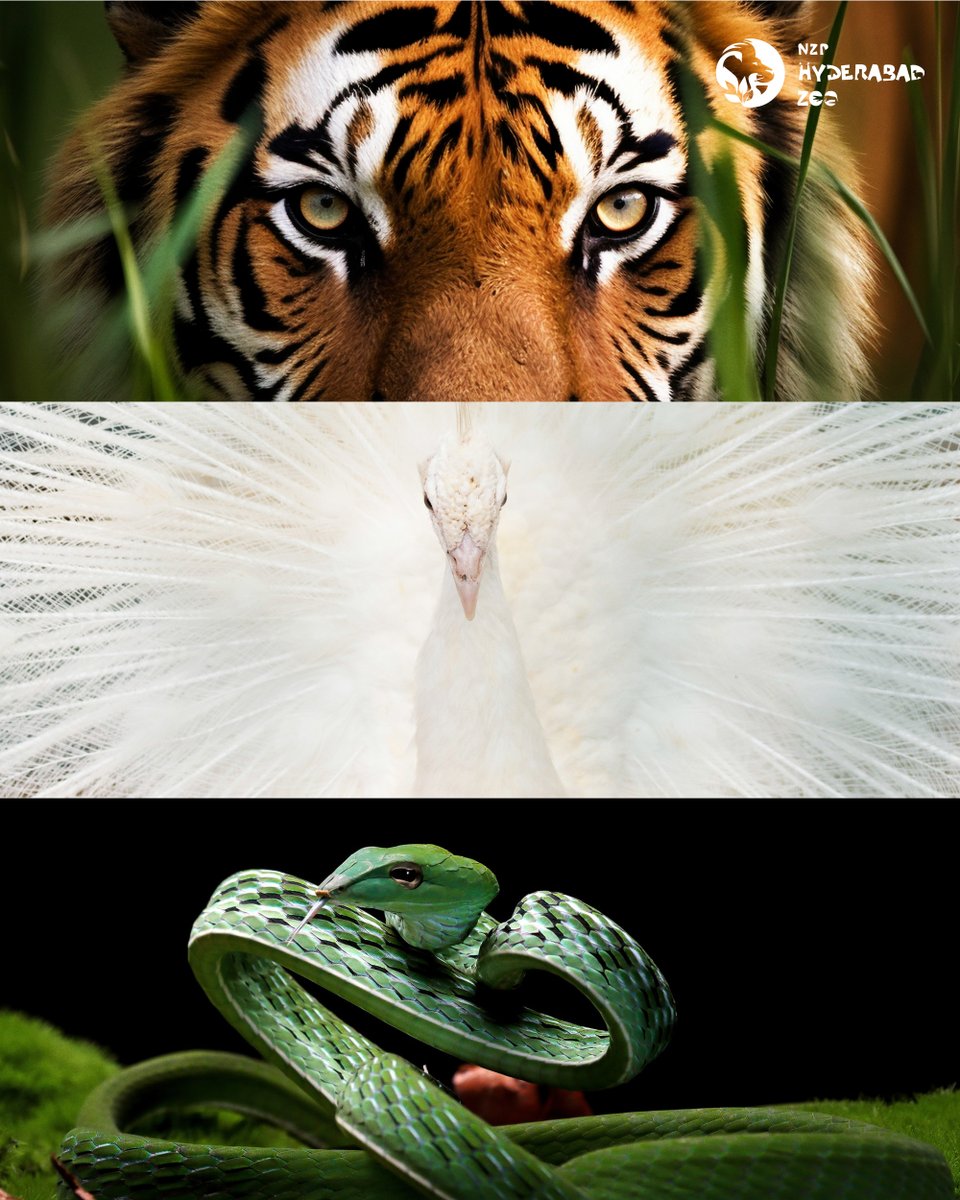 Colours of pride 🇮🇳

#HyderabadZoo #HappyRepublicDay #RepublicDay #NehruZoologicalPark #Zoopark