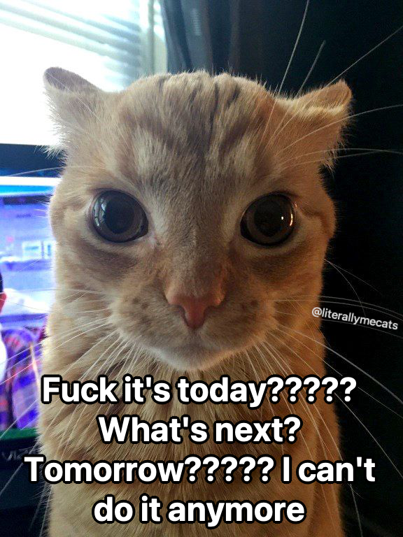 LiterallyMeCats tweet media