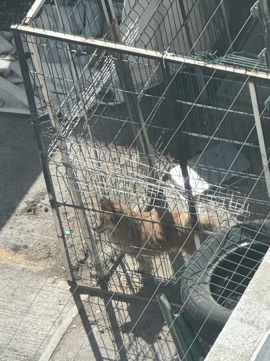 Antonio Navarrete, Abogado UNAM . tweet media