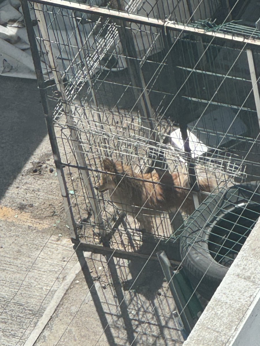 Antonio Navarrete, Abogado UNAM . tweet media