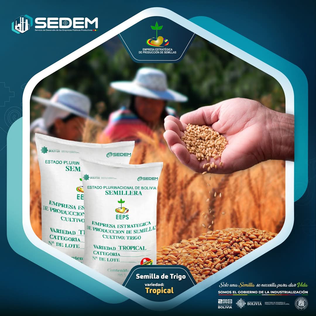 Sedem_Bolivia's tweet photo. ✨ #SedemIndustrializamosBolivia | La Empresa Estratégica de Producción de Semillas #EEPS ofrece la variedad de trigo INIAF Tropical: Diseñada para zonas tropicales🌴 https://t.co/HaY2vBmHei