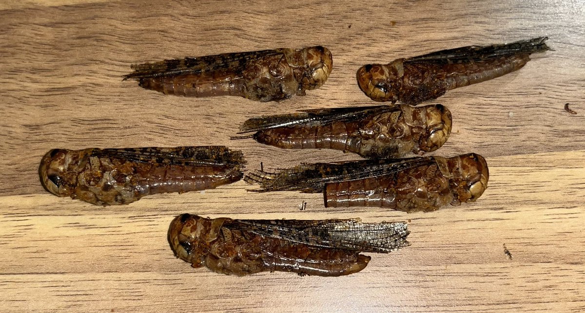 Darauf eine Heuschrecke. #ibes #ibes2025 #Dschungelcamp #dschungel