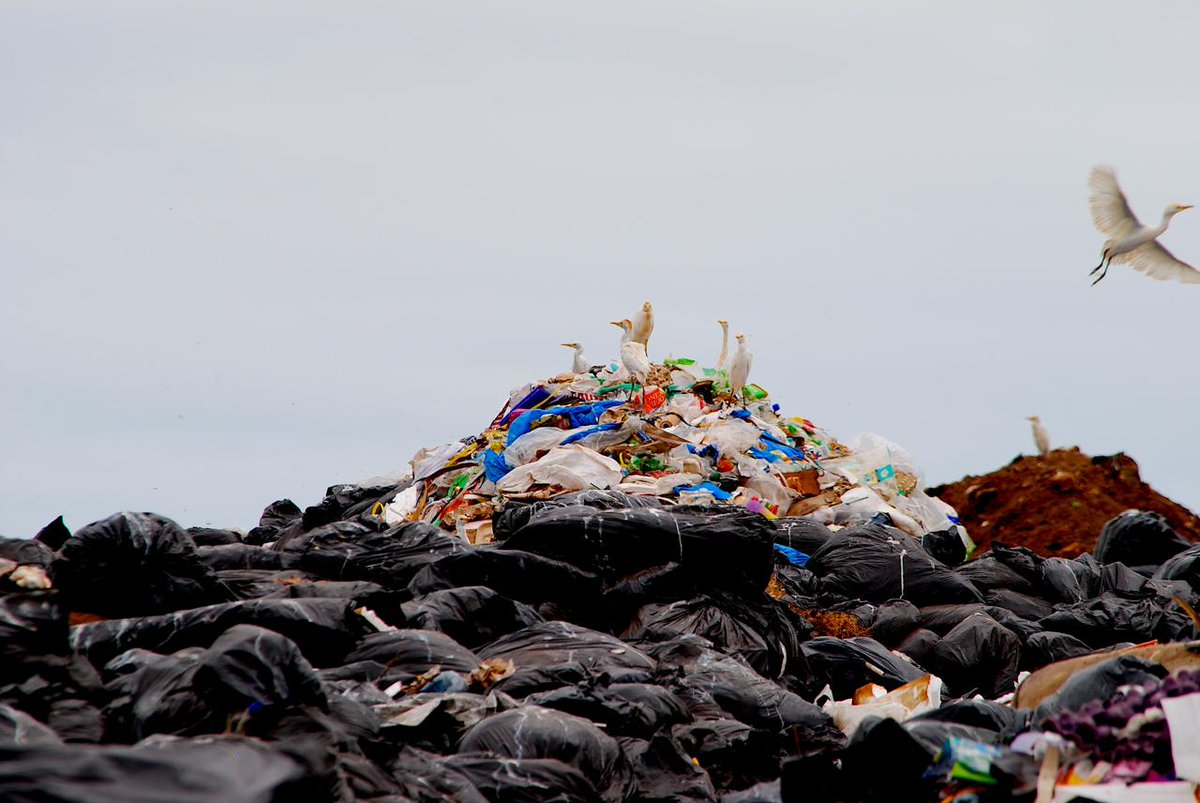 BitacoraEc's tweet photo. #Galapagos #Basura #SantaCruz Hilo

Hoteles, restaurantes y paraderos turísticos pagan de su bolsillo la mala gestión de la basura en Santa Cruz 

Del lobo, un pelo. El GAD Santa Cruz anunció el envío de 170 toneladas de residuos sólidos no peligrosos al territorio continental. ¿170 toneladas son mucho o poco? Spoiler, es poco, se requieren 7 envíos similares por año para que tenga un impacto. Hilo