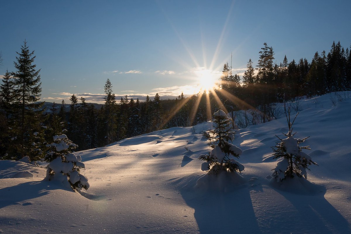 Anitajenta's tweet photo. Norwgian winter 🤩 Picture taken not far from my house a couple of days ago https://t.co/Shz8Iqw94b