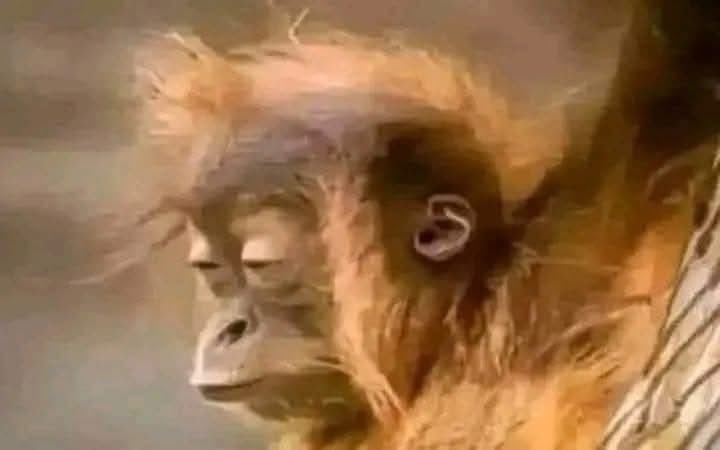 gela perna tweet media