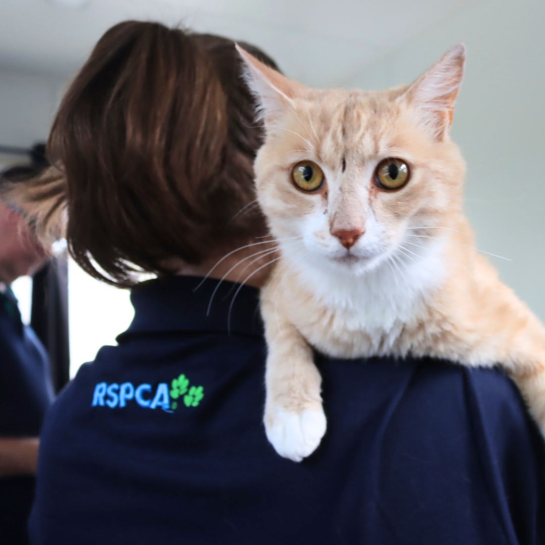 RSPCA ACT tweet media