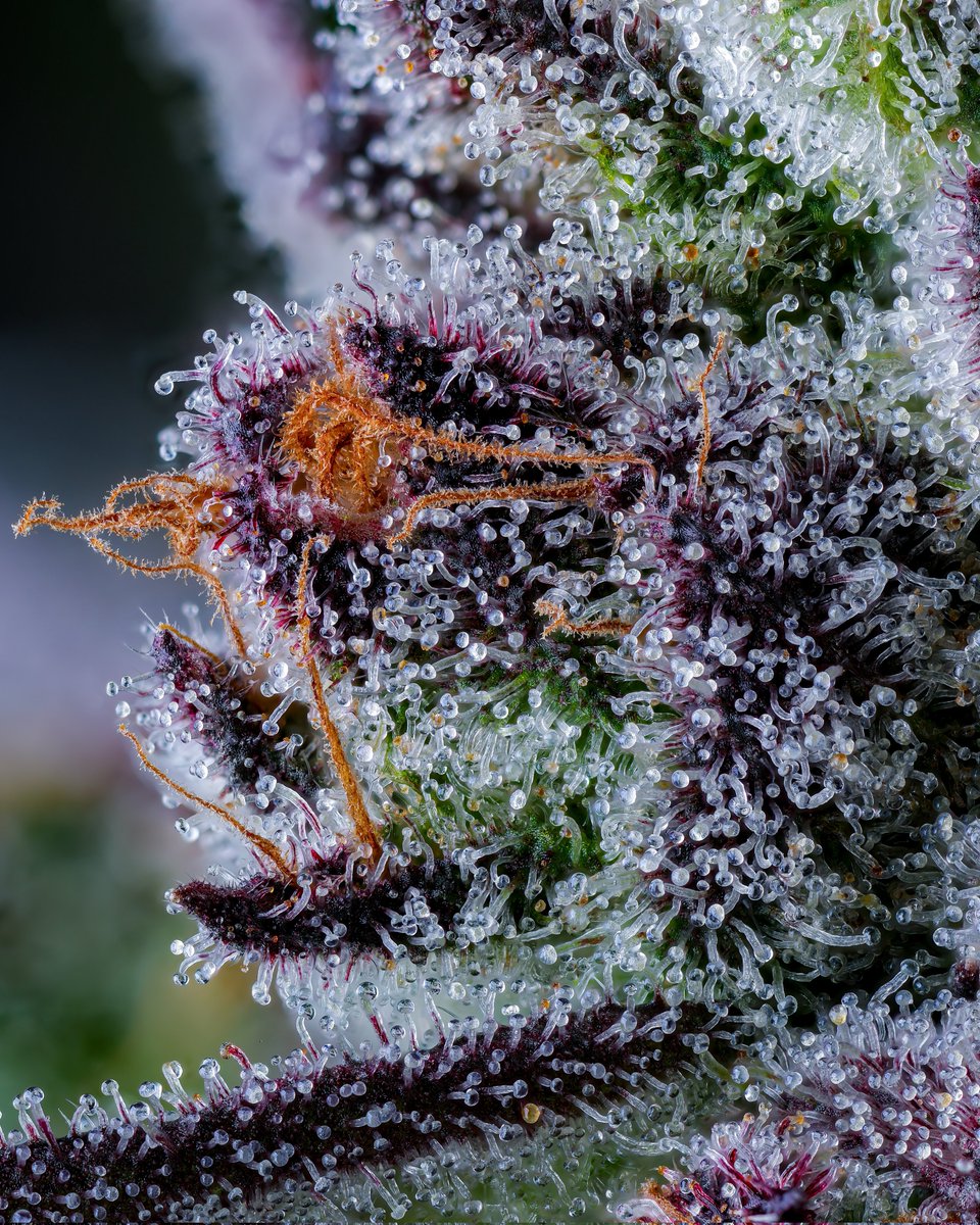 Is it just me, or does X absolutely butcher video quality? 

I guess we just got to stick to photos. 

BlackBerry Caviar by <a href="/ridgelinefarms/">Jason gellman</a>