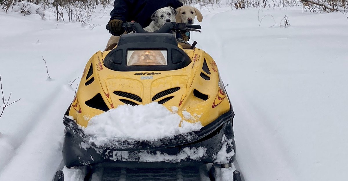 SawyersMaple's tweet photo. On one of our warmer days, we got out in the woods. Which the dogs Leia and Jaina love run behind the snowmobiles, but they got tired out and wanted to go for a ride. https://t.co/xuZ4Ie9WM3