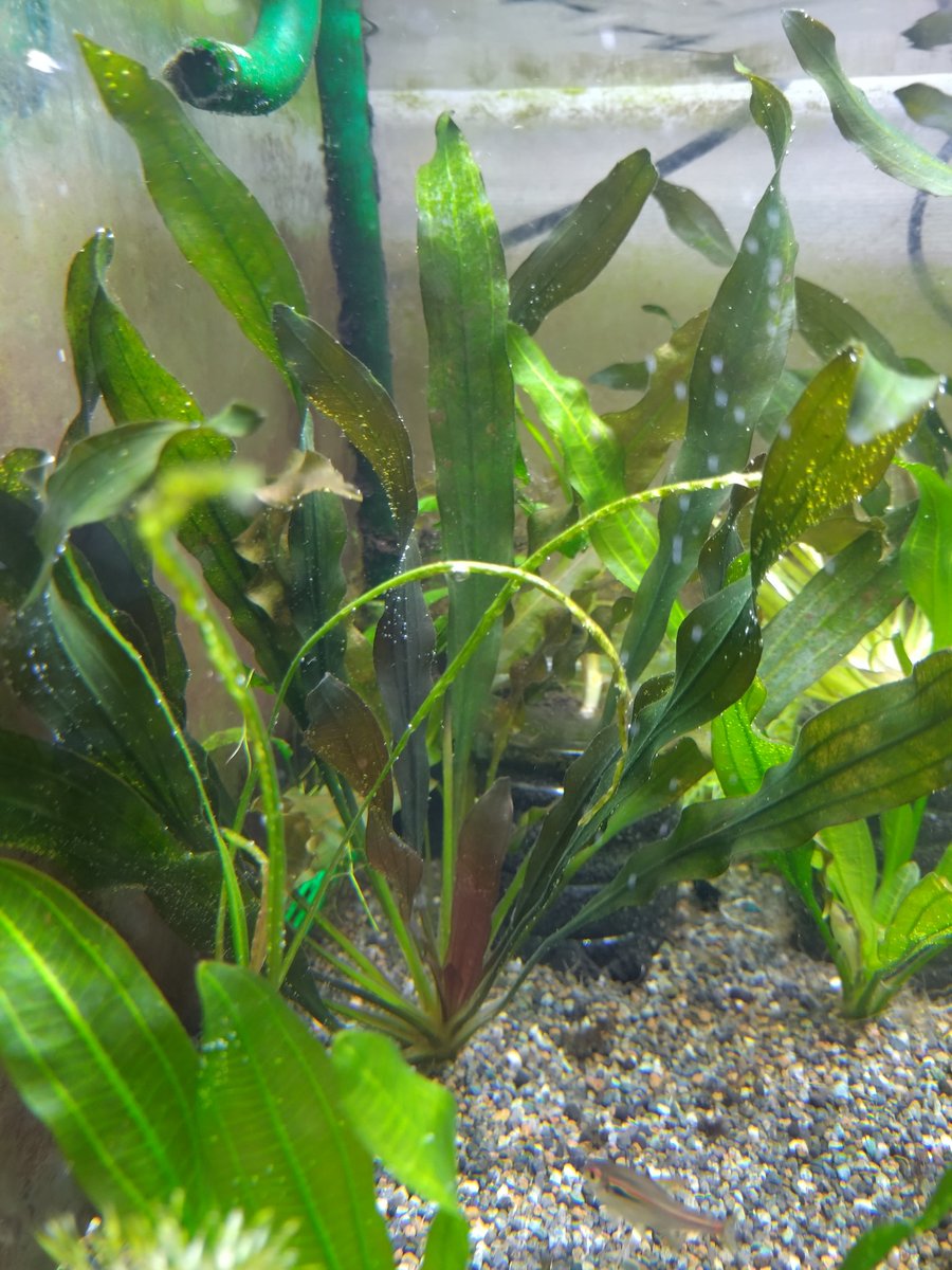 エキノドルス ホレマニー ダークグリーン レッドとの差は。。。 微妙に