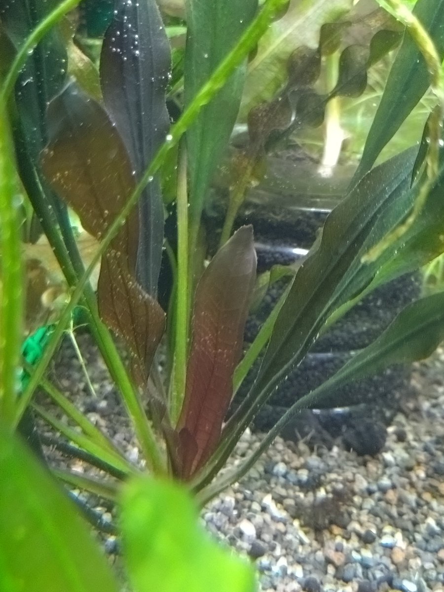 エキノドルス ホレマニー ダークグリーン レッドとの差は。。。 微妙に