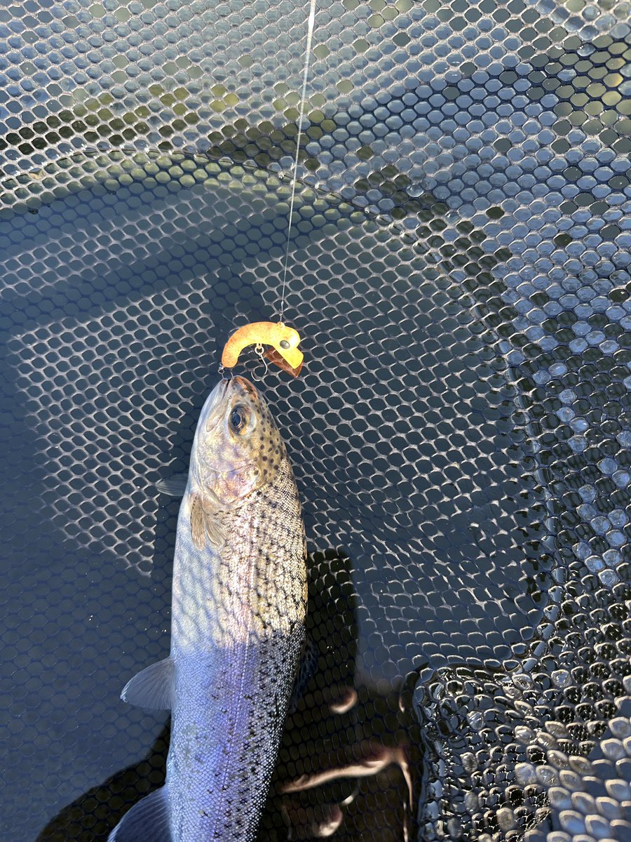 KonoKazukono4's tweet image. 久しぶりの須川さんへ！
釣れ釣れ
#DLIVE
#須川フィッシングパーク