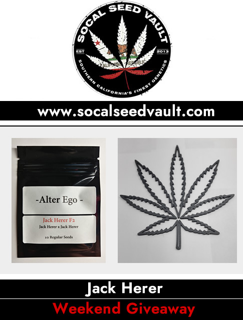 🚨 Giveaway Time! 🚨

We appreciate all your support and want to give back. 1 winner will get a pack of Jack Herer F2 by Alter Ego and some Saweeet Tent / wall art. 

To enter: Tag 2 friends, like, share and follow

Ends: Tuesday 1-28, Ships 🌎, Good Luck ☘️. Much Love! B ~ SSV