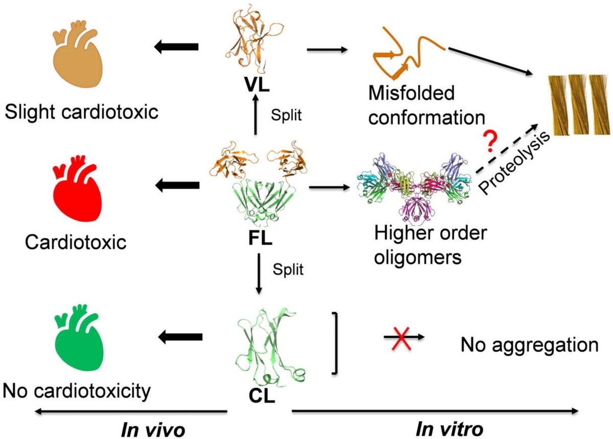Sarita (@saritapuri24) on Twitter photo Good start of year 2025 with the last publication from my postdoc work where we dissected the role of individual domains in amyloidogenic behavior and soluble toxicity of a light chain associated with AL amyloidosis recently accepted in <a href="/JMolBiol/">Journal of Molecular Biology</a> 10.1016/j.jmb.2025.168958 Good start of year 2025 with the last publication from my postdoc work where we dissected the role of individual domains in amyloidogenic behavior and soluble toxicity of a light chain associated with AL amyloidosis recently accepted in <a href="/JMolBiol/">Journal of Molecular Biology</a> 10.1016/j.jmb.2025.168958
