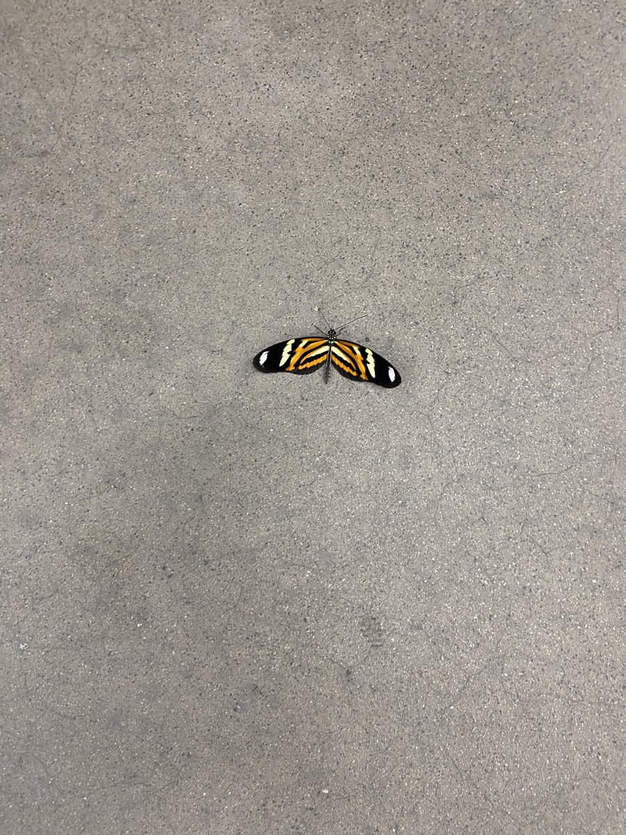 joonwaves's tweet image. hoje encontrei a borboleta brand new eyes!!! @paramore