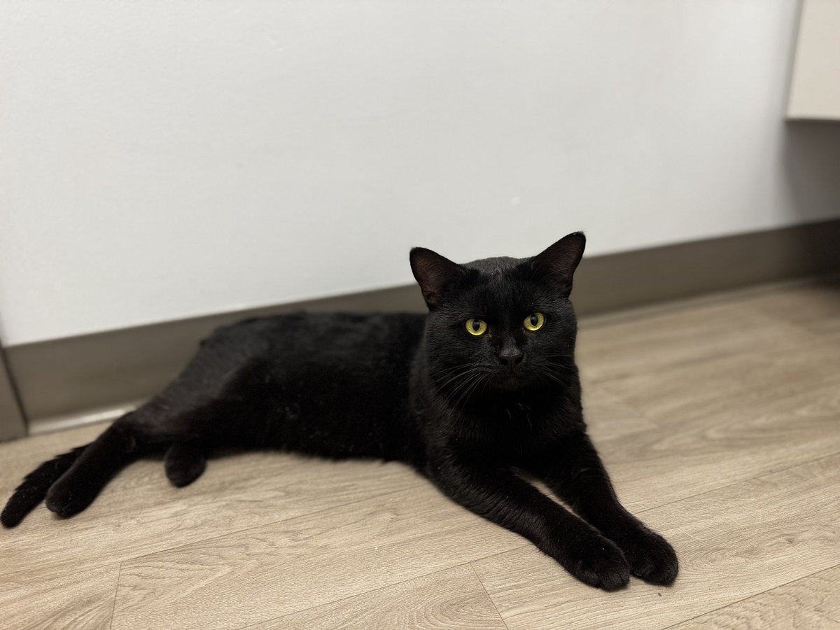 theciennaa's tweet photo. My first ever foster fail is a black cat with a faulty heart. This one is gonna hurt one day 🥲 https://t.co/DVulooUIxf