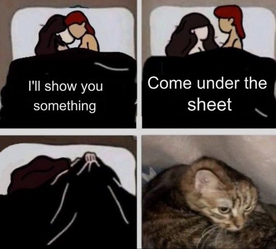 Punch Cat (@punchingcat) on Twitter photo 