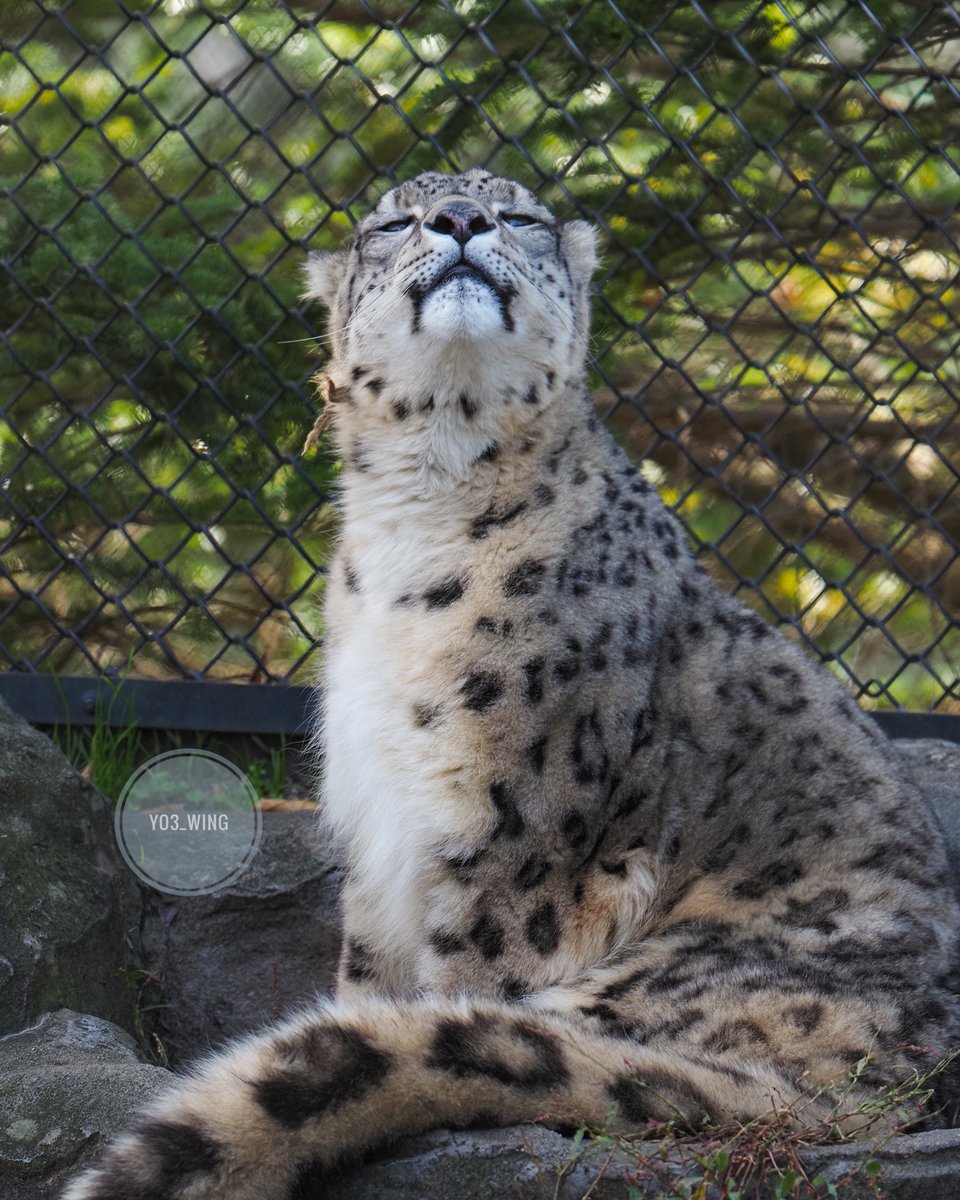 yo3_wing's tweet image. リヒトくんでこんにちは🐾　

#大森山動物園 
#ユキヒョウ 
#snowleopard