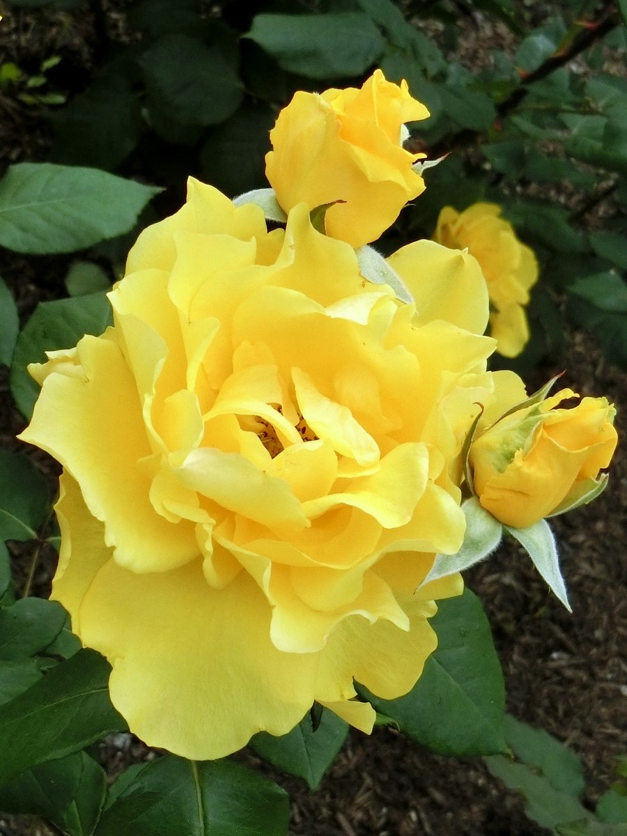 noka211's tweet photo. 日本🇯🇵JAPAN #日本JAPAN 
🌹😺♬ヽ(◦＾ω＾◦)/♬🦢🐭
ピンタレスト Pinterest  https://t.co/1m5OLK6XPf https://t.co/MLCApz5k1n