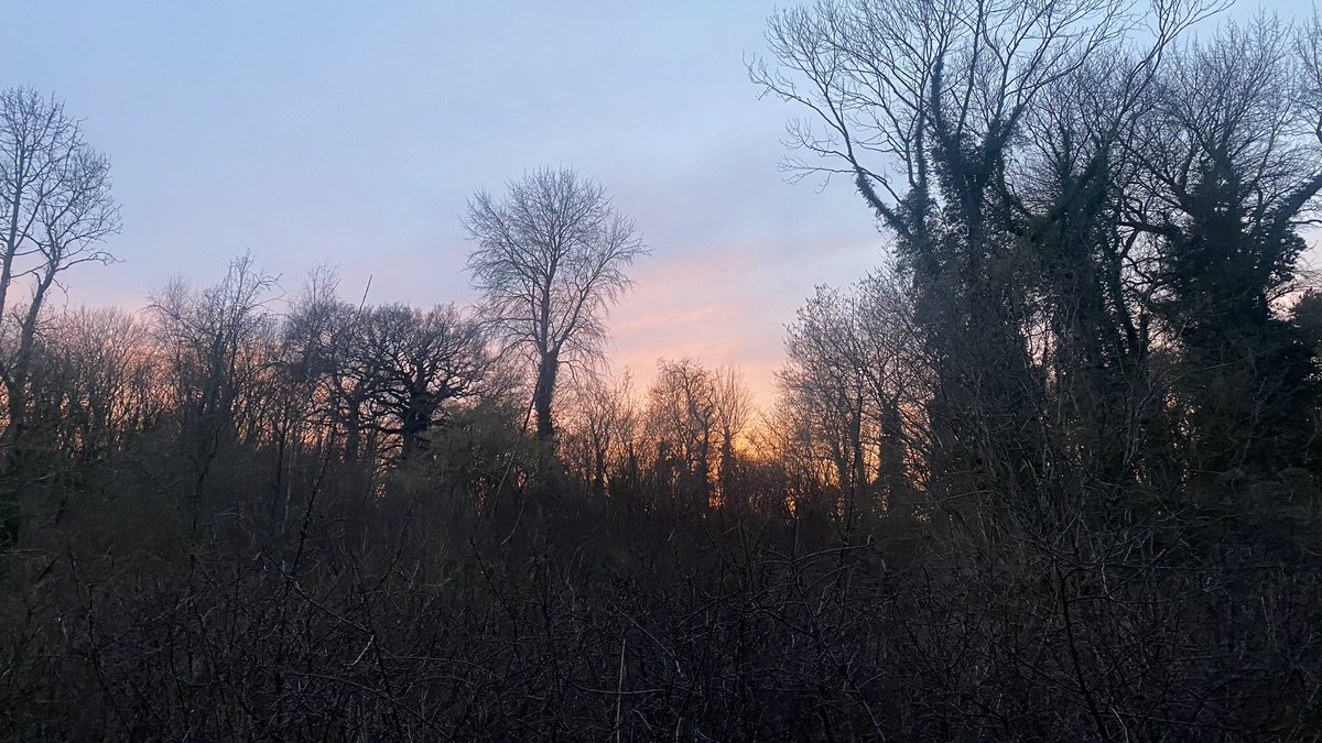 Hugged by the dying light on my little run round the woods, <a href="/runningpunks/">Running Punks</a>. 🖤🌳
Looked at every tree and hugged a few to beg for the return of my determination and stamina. 
Pffff.
🎧Ckraft - Uncommon Grounds 
Goes very well with thinking and thoughts. 🤘🖤🙌
