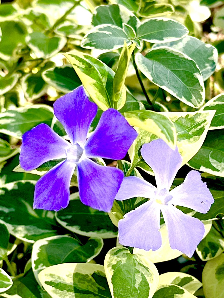 おはようございます ･*.❁

素敵な日曜日をお過ごし下さい

ﾂﾙﾆﾁﾆﾁｿｳ  ❁｡ﾟ❀｡*。❀ﾟ*❁ﾟ*❁｡ﾟ。*❀ﾟ*❁｡ﾟ❀｡**❁｡ﾟ *❁

花言葉  「優しい追憶」